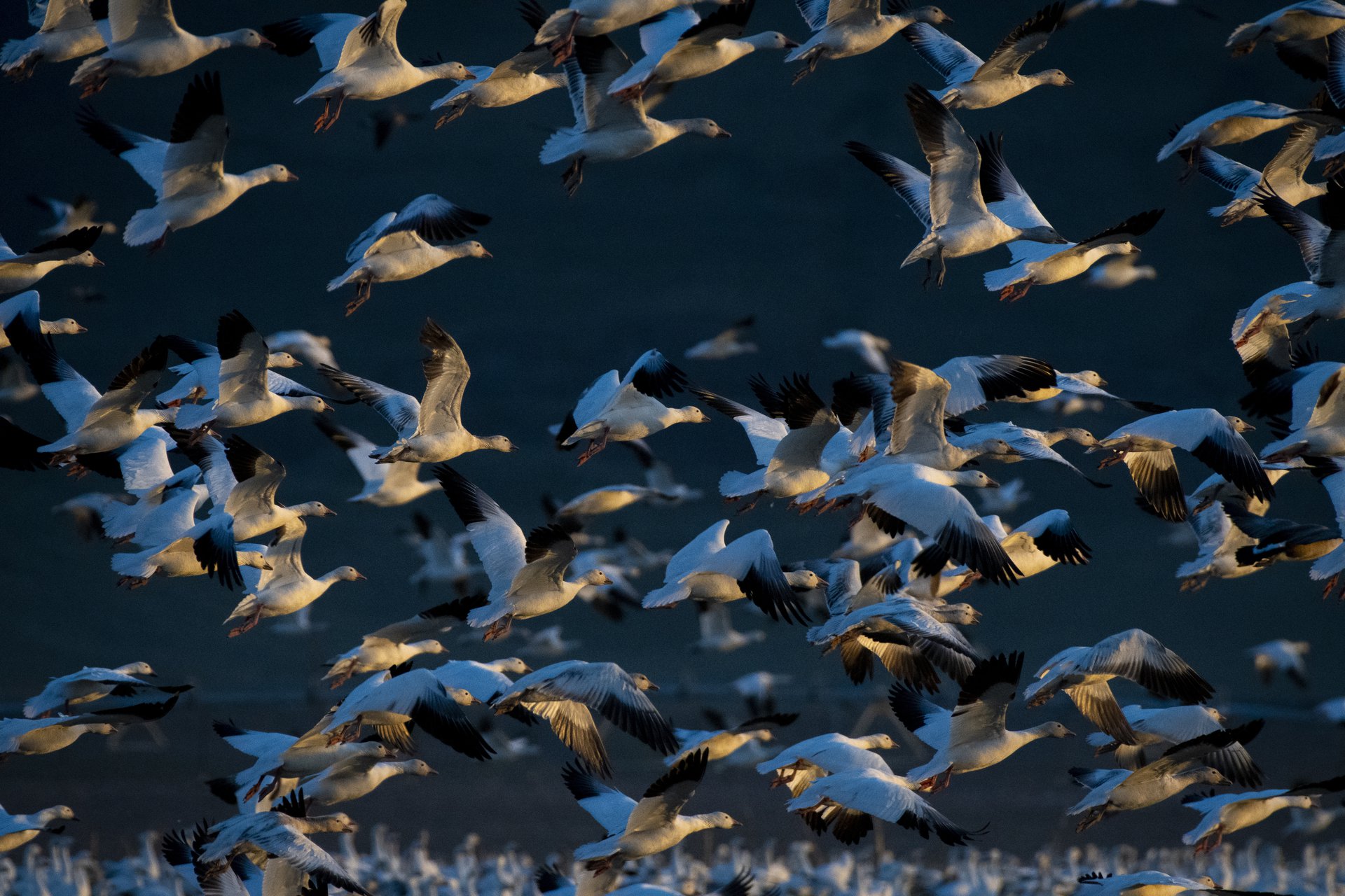 Snow Geese